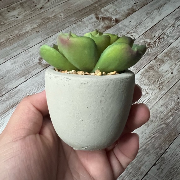 โ๐ผ๐ World Market Faux Succulent Mini Plants - Picture 12 of 14